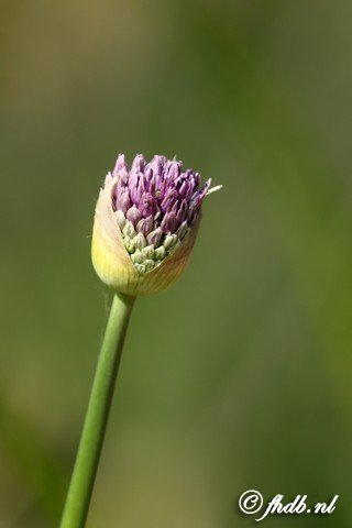DG8A0327.jpg
