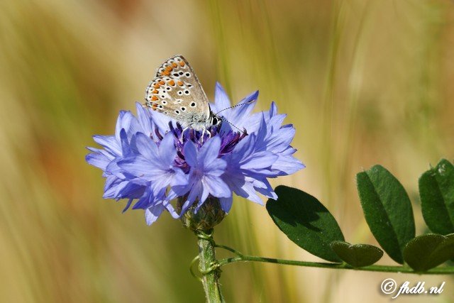 DG8A0654.jpg