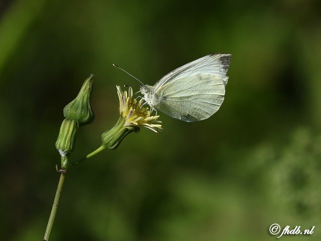 DG8A5904b.jpg